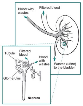 The Urinary Tract & How It Works - NIDDK